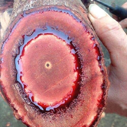 Cây Huyết Đằng Cây Bổ Máu Khô 1kg