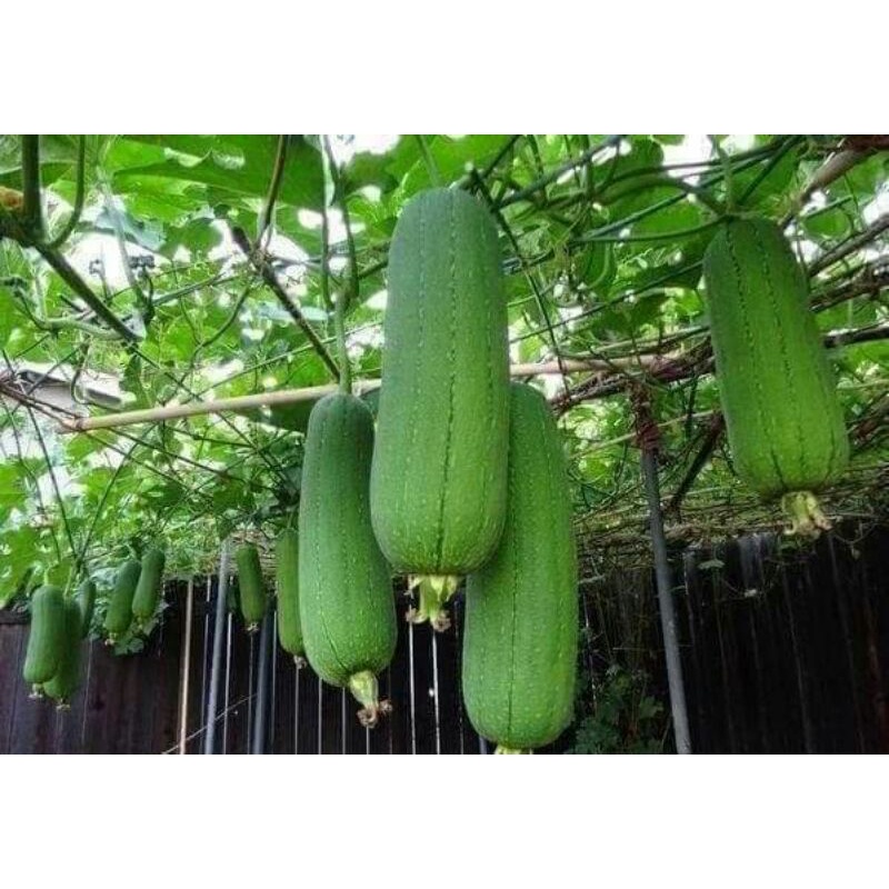 Hạt giống mướp béo tứ quý  .