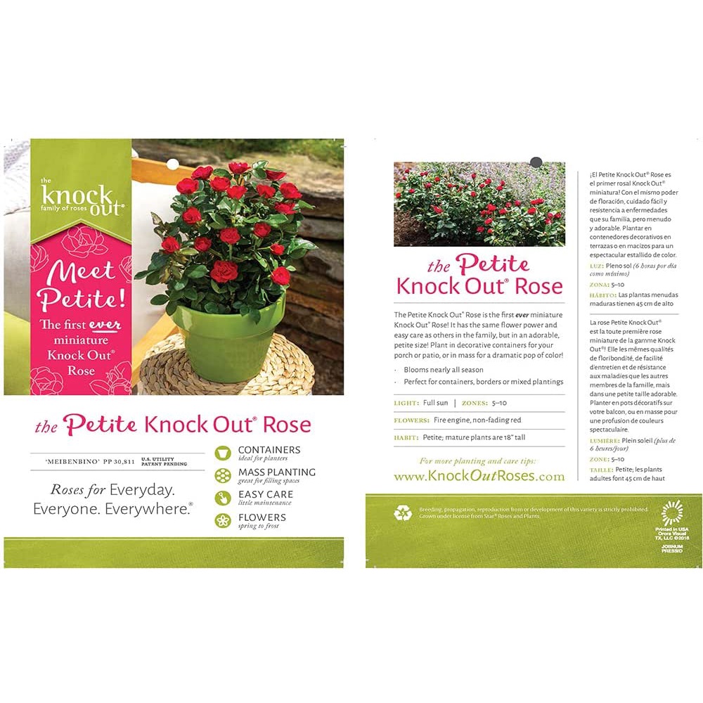 HẠT GIỐNG HOA HỒNG NHUNG 6qt Petite Rose