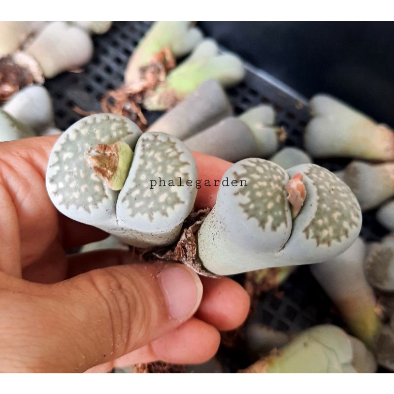 1 cây sen mông đôi/ lithops