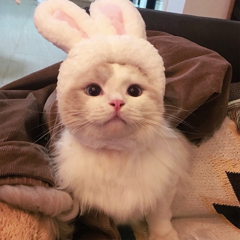 Mũ cho Chó Mèo tai thỏ trắng đáng yêu - Nón cho thú cưng