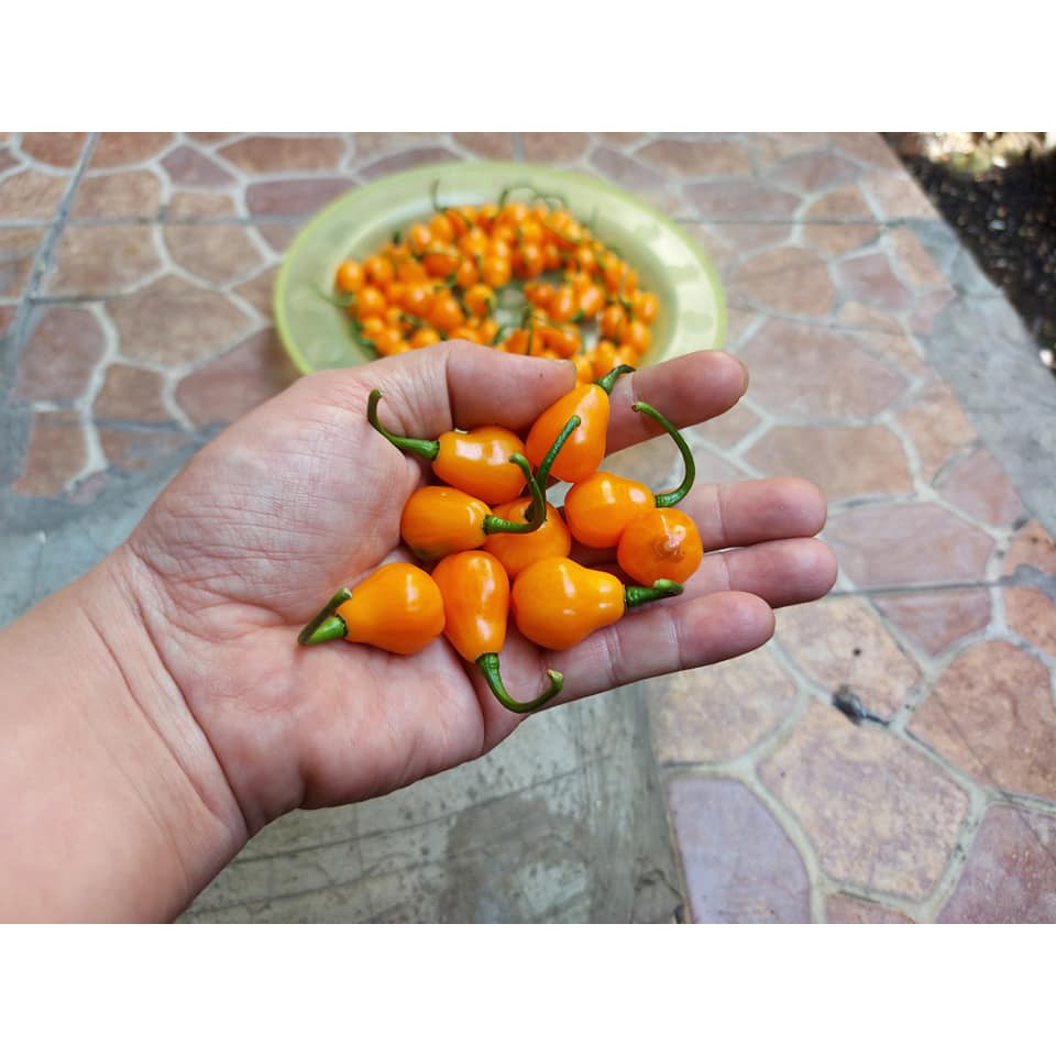 Hạt giống - Ớt Pimenta Cabaca Orange  15h