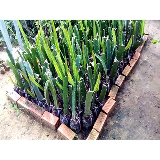 Cây giống thanh long vàng đỏ trắng