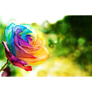 5 Hạt giống hoa Hồng cầu vồng  - Giá cực rẻ