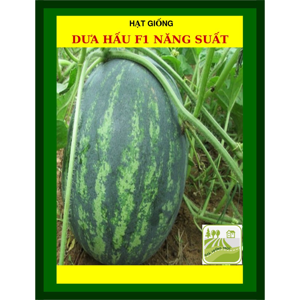 Hạt Giống Dưa Hấu F1 Năng Suất Cao 2 Gram