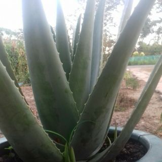 Cây nha đam giống Mỹ ( không  bầu  đất )