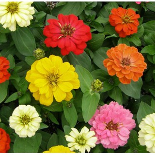 50 Hạt giống Cúc Lá Nhám Lùn nhiều màu, Cúc Nhi Nha, Cúc Ninja (Hoa đẹp, Dễ trồng)