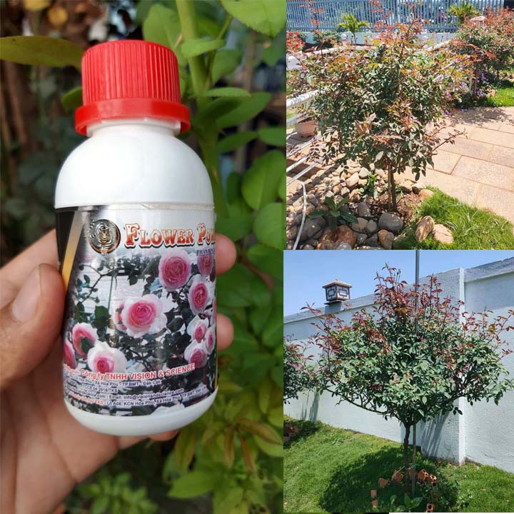 Phân Bón Lá Hoa Hồng Kích Mầm Chồi, Dưỡng Hoa, Phục Hồi Sau Ra Hoa FLOWER POWER 100ml