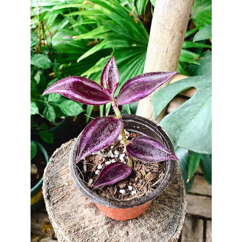 Cây giống Tradescantia zebrina Deep Purple  chậu nhựa 8cm