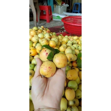 Táo mèo  mù cang chải