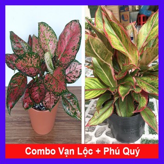 Combo cây vạn lộc + cây phú quý + tặng phân bón cho cây