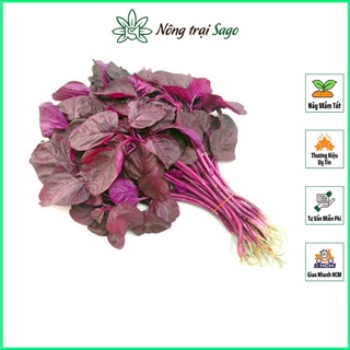 Hạt giống Rau Dền Đỏ Trồng Quanh Năm, Sinh Trưởng Tốt (gói 20 gr) - Nông Trại Sago