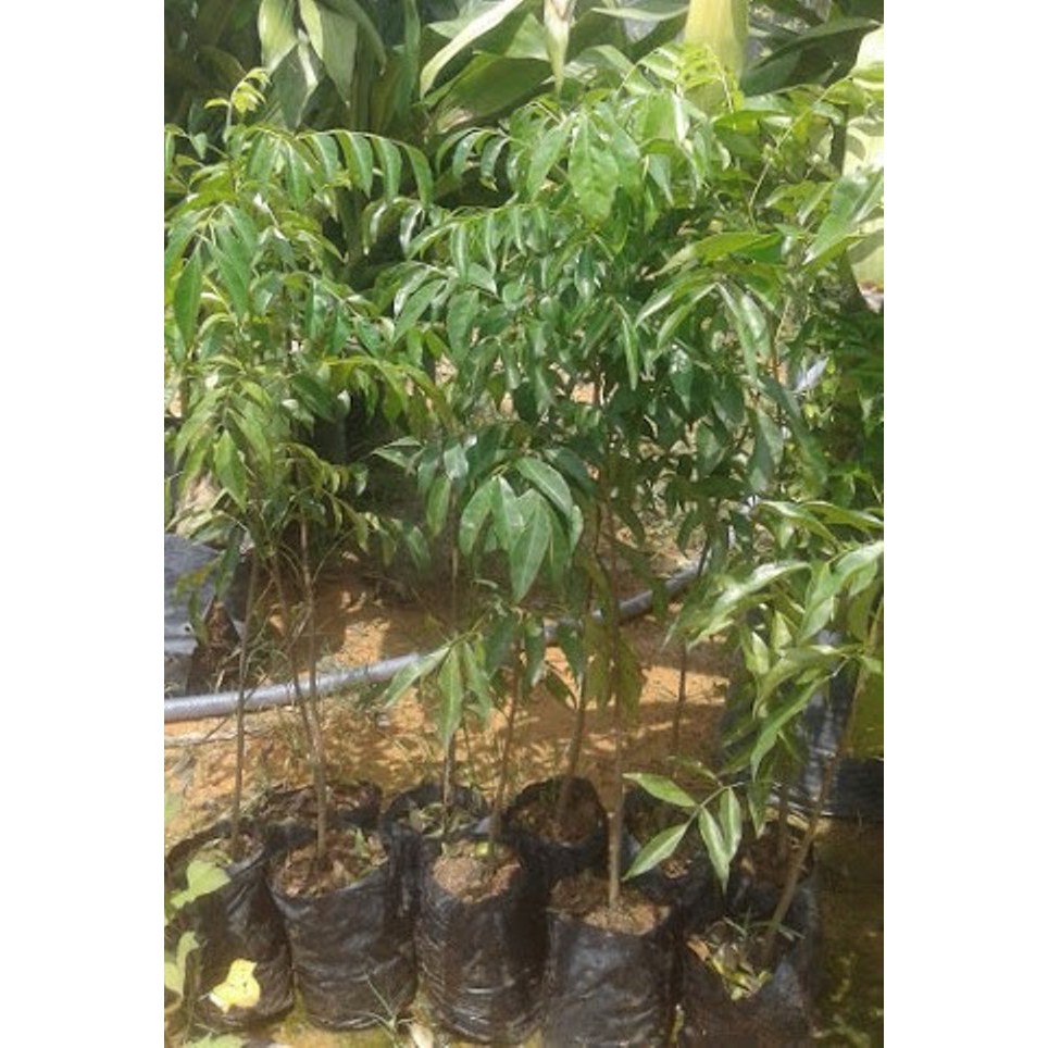 Combo 2 cây mắc mật (FreeShip)