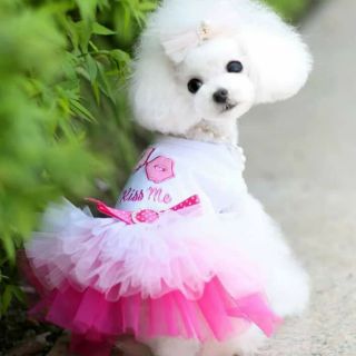 Đầm xòe Kiss Me chó mèo