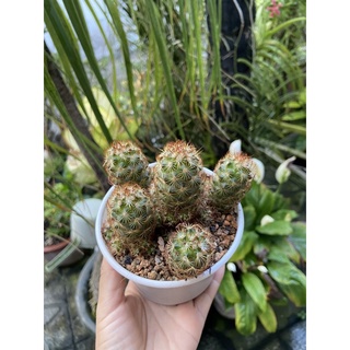 Xương rồng thạch trụ thiên