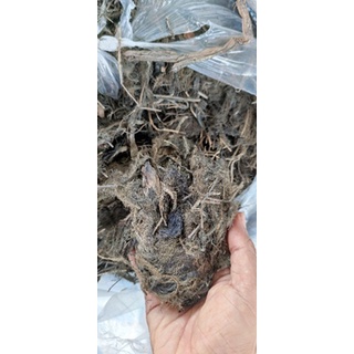 Rễ lục bình khô