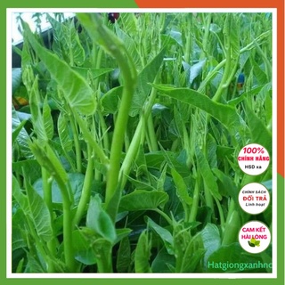 Hạt giống rau muống nước siêu ngọn Thái lan F1, Gói 30 Gram, Rau củ quả trồng sân thượng, tại vườn, ban công.
