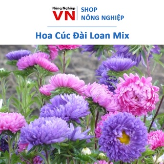 50H - hạt giống hoa cúc đài loan