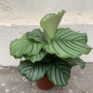Cây đuôi công táo xanh để bàn cao 25cm, bản lá to tươi tốt quanh năm, cây phong thuỷ trồng nội thất và để bàn