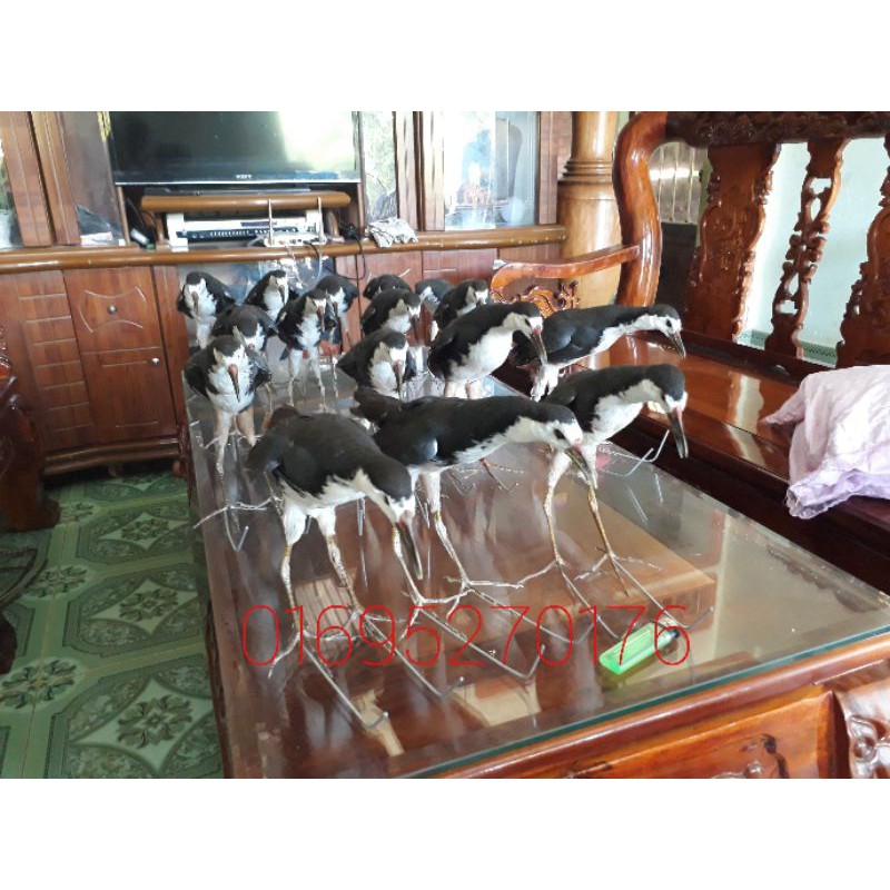 Chim quốc mồi giả