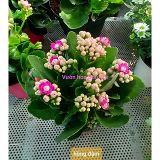 (Q.8 - GIAO 1-3H) Cây HOA SỐNG ĐỜI hoa kép, có 6 màu.