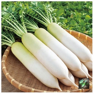 [Seeds] Hạt giống Củ Cải Trắng, đóng gói 20gr (khoảng 800 hạt), dễ trồng, năng suất cao