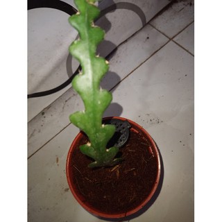 Cây giống Nhật Quỳnh xương cá