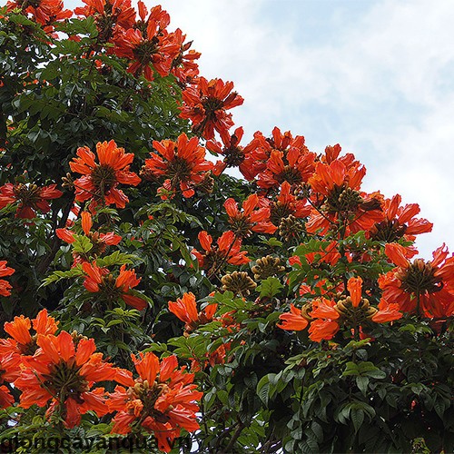 hoa phượng lửa(phượng hoàng đỏ)