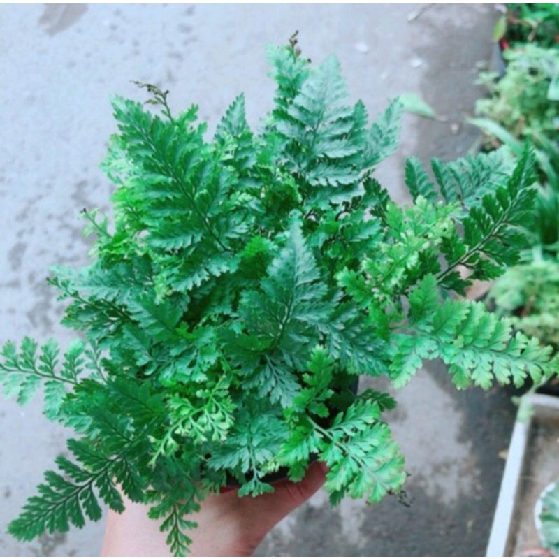 cây dương sỉ