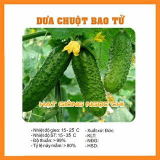 Hạt Giống Dưa Chuột Bao Tử - 10 Hạt
