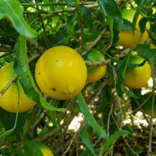 Cây vú sữa hoàng kim bầu to, cây khỏe, có nhánh, đẹp cao 60-70cm.