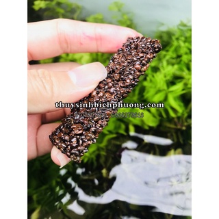 GIÁ THỂ ƯƠM CÂY - NA PAD DÙNG LÀM GIÁ THỂ CHO RÁY, DƯƠNG XỈ, BUCEP