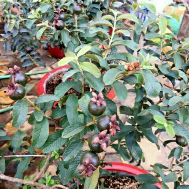 Cây 🌲 Ổi Tím lá sẽ ... đang trái