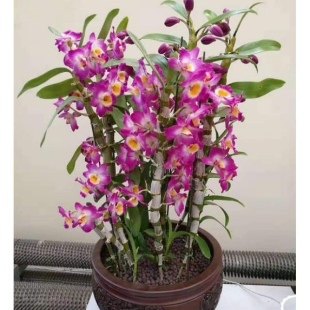 Phong lan Denro xuân
