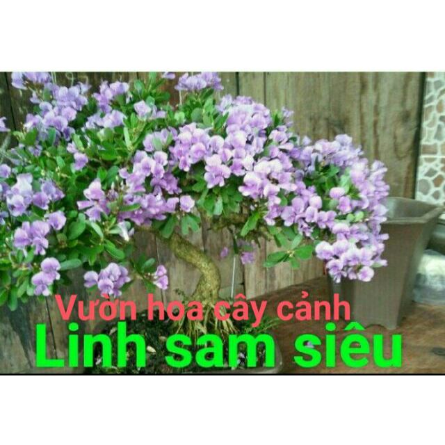Chậu cây hoa Linh Sam Siêu Bông ( cao 50-70cm )