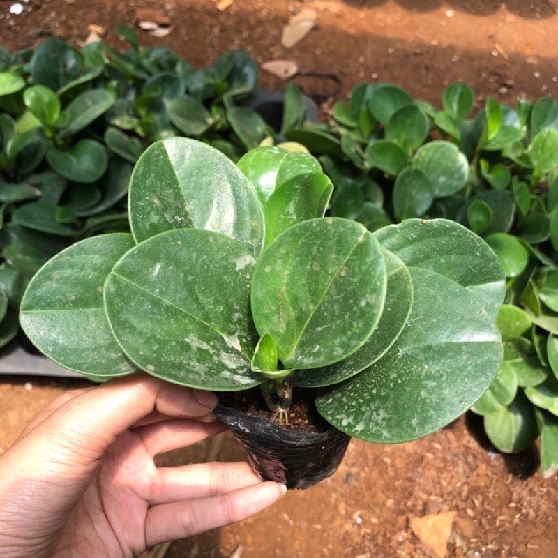 Combo 4 Cây trường sinh xanh