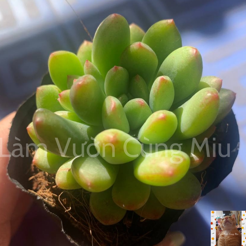 Sen Đá Thược Dược 🌿🌿🌿 Size Bầu