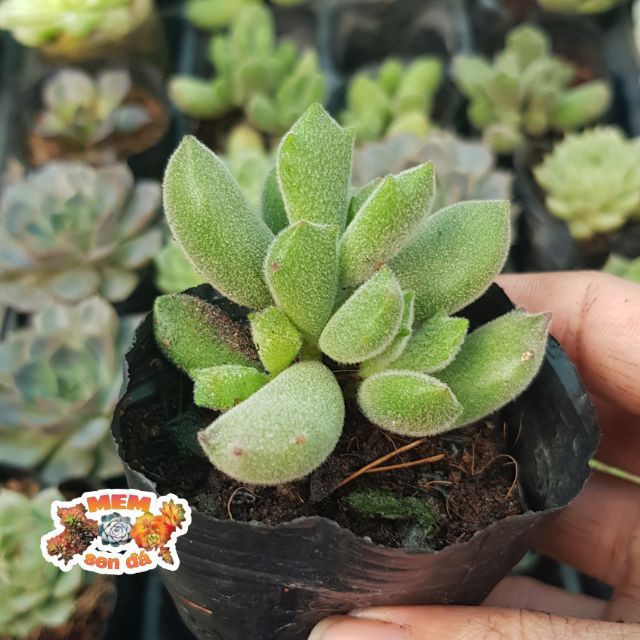 Combo 03 sen đá Tay gấu múp- Hàng thuần, siêu dễ trồng, LỖI 1 ĐỔI 1