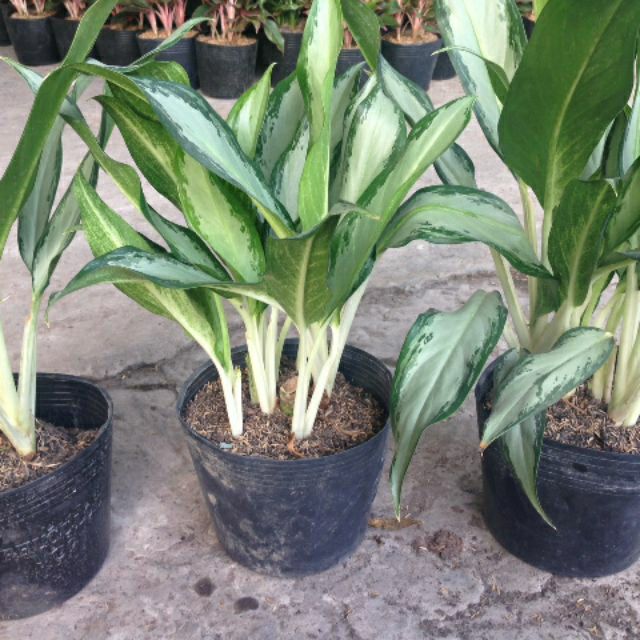 Cây Giữ Tiền