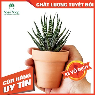 SIÊU RẺ - Cây Móng Rồng (var)- Thuần khí hậu