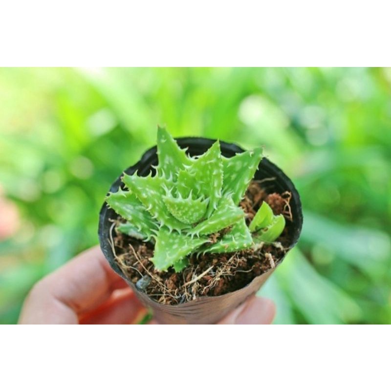 sen đá HÀM CÁ MẬP mini size 4-5cm