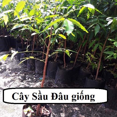 CÂY SẦU ĐÂU