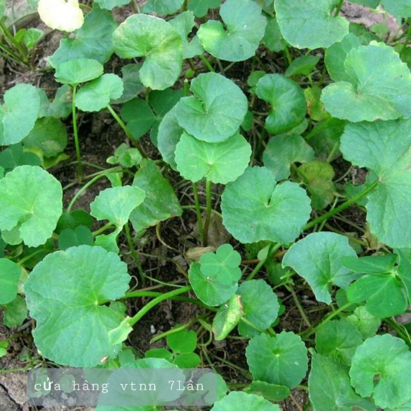 Hạt giống rau má