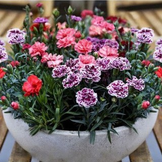 Hạt Giống Hoa Cẩm Chướng Kép Mix Đủ Màu (tặng phân)