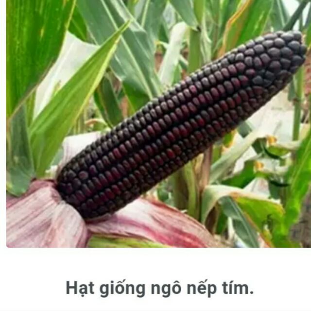 Hạt giống bắp nếp tím