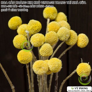 SET 5 CÀNH HOA CẦU VÀNG HOÀNG KIM KHÔ TỰ NHIÊN VINTAGE BẮC ÂU TRANG TRÍ NHÀ QUÁN ĐẠO CỤ CHỤP ẢNH SẢN PHẨM INS HOA-102