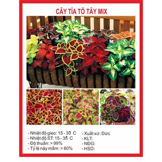 Hạt Giống Cây Tia Tô Cảnh - 50 Hạt