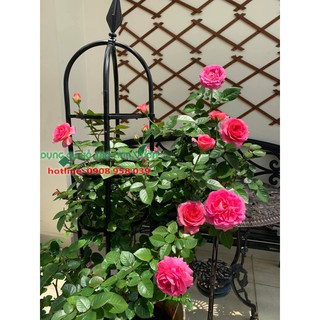 Khung cho hoa hồng leo của Nhật cao 120cm có 3 vòng đỡ cây đường kính 21cm màu đen