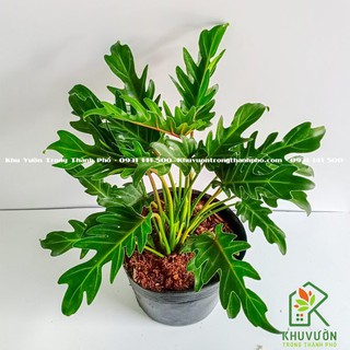 Cây trầu bà chân vịt, size để bàn