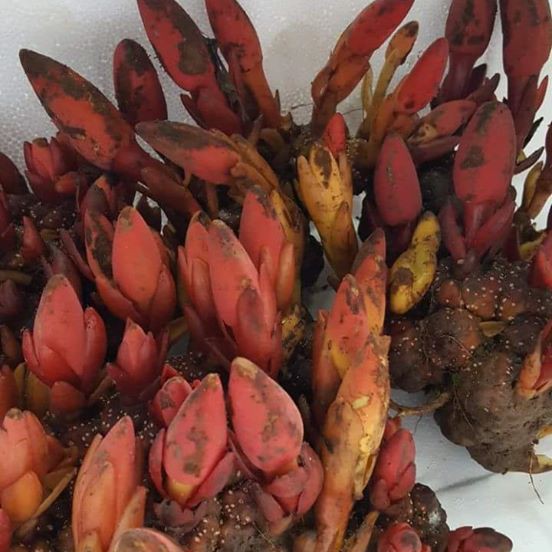Nấm ngọc cẩu